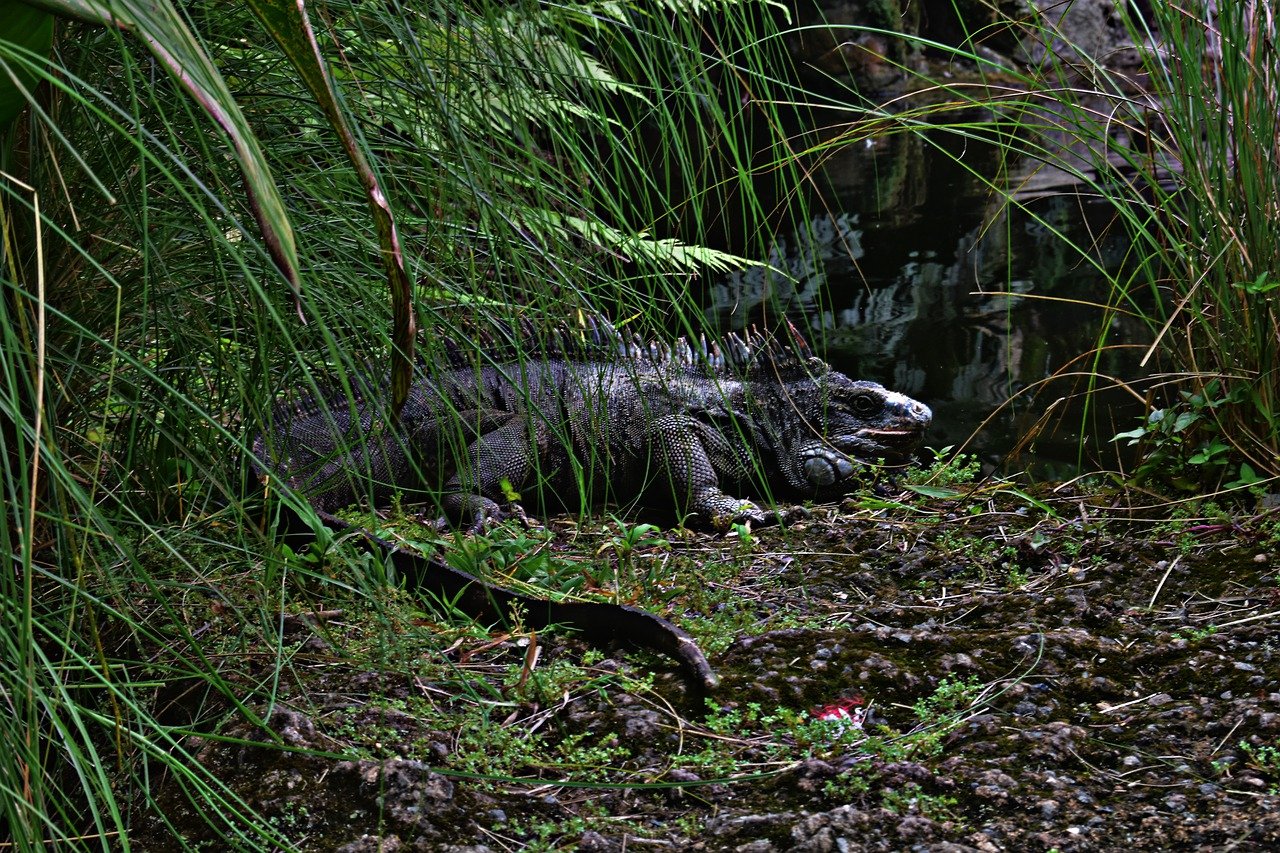 How Has COVID-19 Affected Wildlife Conservation?
